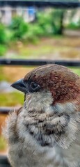 Sparrow on Window