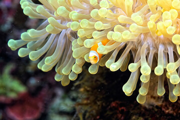 An anemone and it's Clown fish