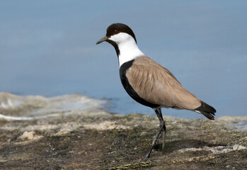Spur-winged Lapwing