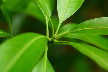 Fresh tender tropical mango tree leaves.
