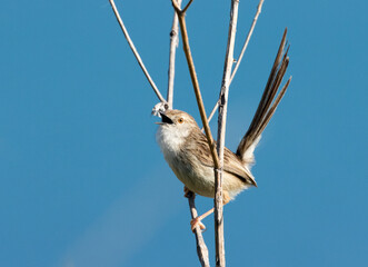 Graceful Prinia
