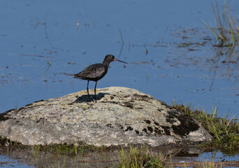 Spotted redshank (Tringa erythropus).