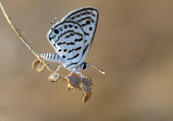 Little Tiger Blue