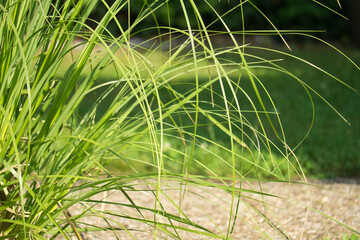 Das Gras am Ende des Weges