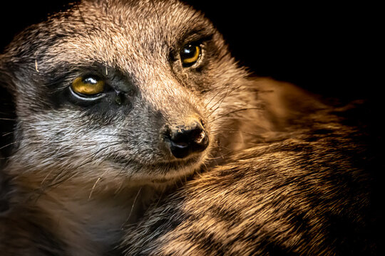 a small meerkat watching for preditors