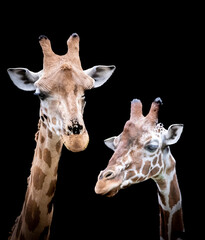 two giraffes with long necks on a black background
