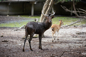 Reproductive deer in the zoo