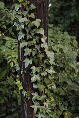 Vegetation in an urban park