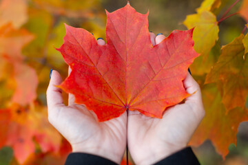 Orange maple leaf in caucasian woman palms. Colorful red maple leaves on background. Symbol of Canada. Hello autumn concept. Change of season, end of summer. Close up photo. Blurred background.