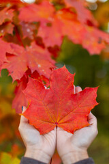 Orange maple leaf in caucasian woman palms. Colorful red maple leaves on background. Hello autumn concept. Change of season, end of summer. Close up photo. Symbol of Canada. 