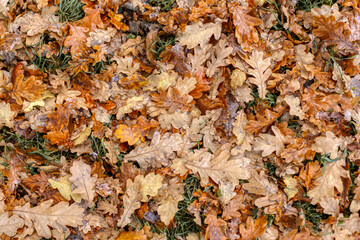 Various colorful oak leaves fallen on ground. Golden, yellow and rusty leafs. Raindrops on leaf. Foliage carpet. HDR close up photo. Morning dew on plants. Autumn concept.