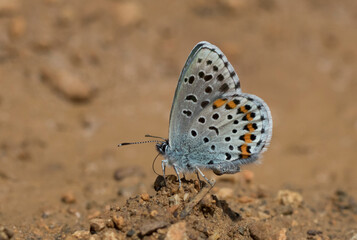 Fototapeta na wymiar Bavius Blue Butterfly