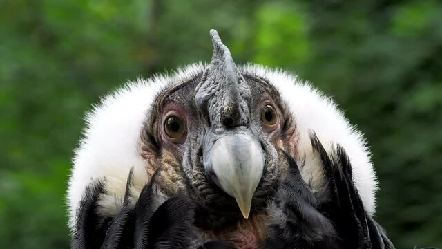 ein andenkondor als portrait gefilmt, vultur gryphus, mehrere szenen, 50 fps