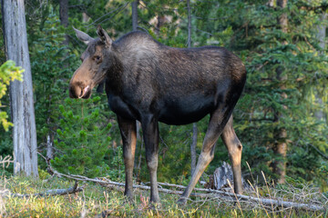 Obraz na płótnie Canvas Moose in the Colorado Rocky Mountains