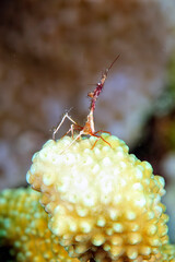 A picture of a strange crab