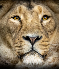 close-up portrait of a lion head