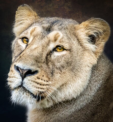close-up portrait of a lion head