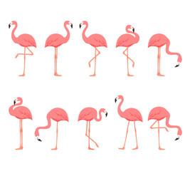 Obraz premium Flamingo bird animal set isolated on white background