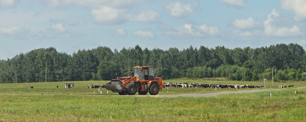 Wheeled tractor on green field with cows herd on blue sky and forest background at summmer day, East Russian farm landscape