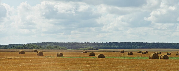 Rolled bale hay stacks on yellow field with forest stripe on horizon on gray sky background, harvesting in Europe at autumn day, rural farm wide landscape
