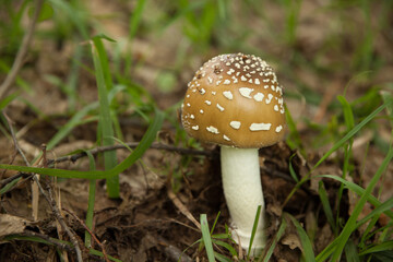 mushroom fly agaric with brown hat