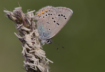 Mazarine Blue