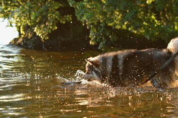 Fototapeta premium Portrait of a young Finnish Lapphund dog