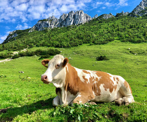 Fototapeta na wymiar Wanderung in den Chiemgauer Alpen: Kampenwand Gipfel mit Kuh im Vordergrund