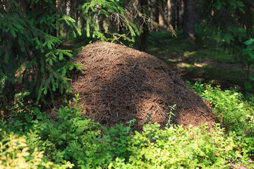 Anthill from pine needles and branches with colony of ants in woodland
