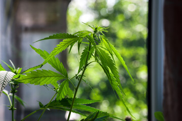 Green cannabis ruderalis plant on the background of the window