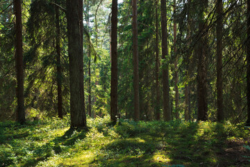 Sunny forest in the rays of the rising sun. 