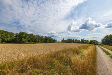 Beautiful view of of wheat field. Agriculture concept. Sweden. 