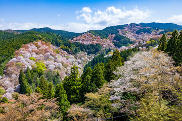 吉野山の桜