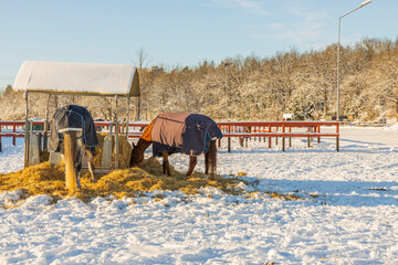Fototapeta na wymiar Beautiful view of horses on pasture near stable on sunny winter day. Sweden. 