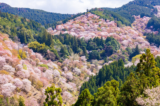 一目千本桜」の写真素材 | 1,517件の無料イラスト画像 | Adobe Stock