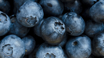 Blueberry berry background, top view. Fresh blueberry background. Water drops on ripe blueberries. Background from freshly picked blueberries, top view. Blue berries of blueberry top view.