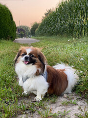 Kleiner Hund sitzt auf einem Feldweg beim Morgenspaziergang, Mund geöffnet, Tibet Spaniel, Acker,...