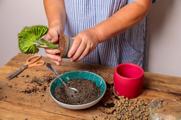 A woman transplants a houseplant, a flower in a ceramic pot. Hands and flower close-up.