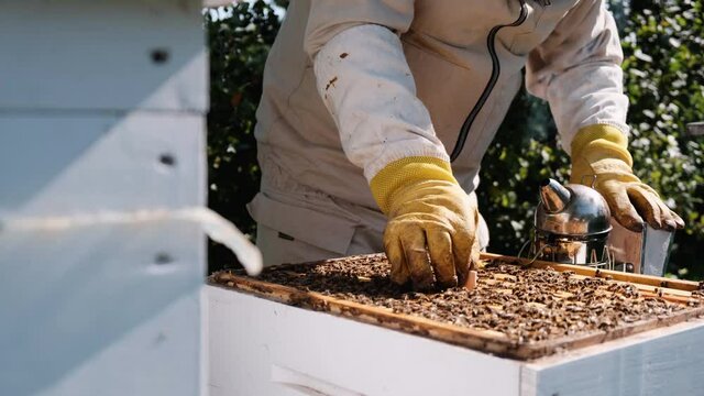 How to treat bees from varroa mite. The beekeeper treats the bees of the varroa mite. Diseases of bees and their treatment. Varroasis. Varroa destructor.