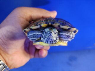 colorful terrapin turtle in hand in nice blur background