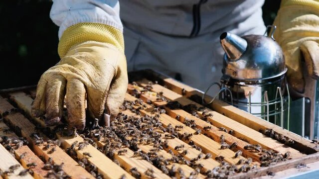How to treat bees from varroa mite. The beekeeper treats the bees of the varroa mite. Diseases of bees and their treatment. Varroasis. Varroa destructor.