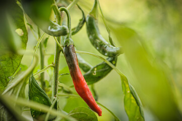 Chili Cayenne reift von grün nach rot