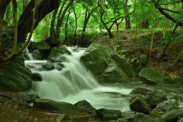 森林の中を流れる川の小さな滝