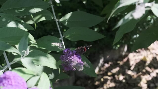 Vanessa atalanta, red admiral, is a beautiful butterlfy with black wings, bands and white spots, feeding on summer lilac, butterfly bush or Buddleja davidii on a sunny day.