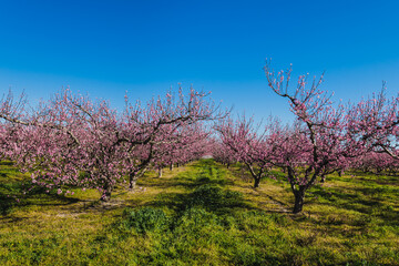 Obraz na płótnie Canvas Bloosom fruit trees in the spring.