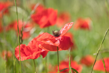 mohn