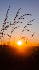 sunset in the field