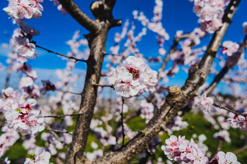 Pink cherry blossoms (Pink flowers)