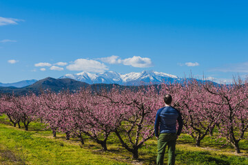 Person admiring the blooming colorful trees (pink flowers)