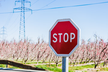 Stop sign with blue sky background and blooming pink trees.